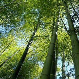 Bambú Moso
